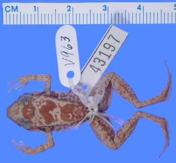 Media type: image; Herpetology A-43197